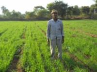  Wheat Demostration