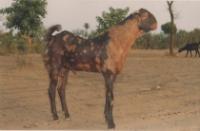  im Goats Project