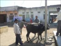  Infertility & veterinary camp