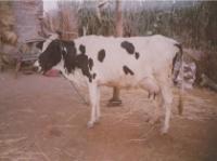  50% HF Cow