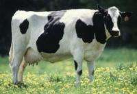 SILVIPASTURE PROCESS
